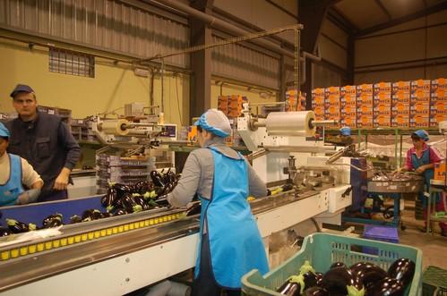 Hortofrutícola La Ñeca comercializa 10 millones de kilos de berenjena al año