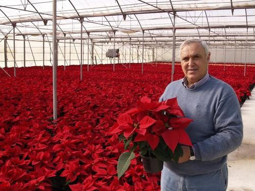 Joepasur y Semilleros Laimund producen 1,4 millones de plantas ornamentales al año en la provincia