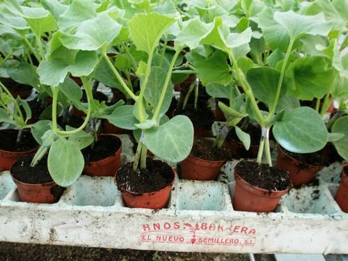 Semilleros Hermanos Barrera, pioneros en el uso de injerto en melón en Almería