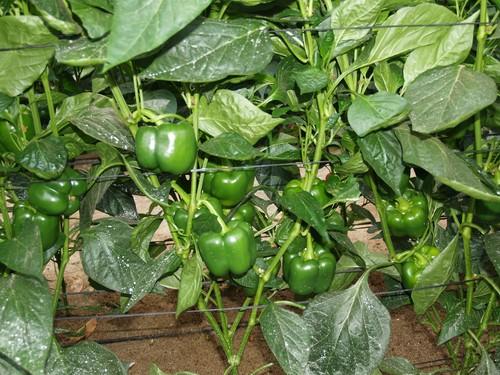 Bulgaria vuelve a paralizar una nueva partida de pimiento turco al borde de la alerta alimentaria