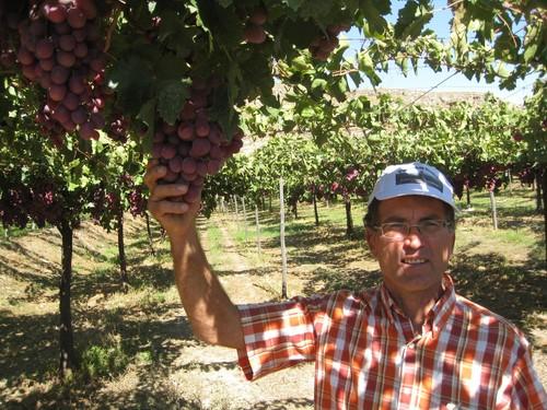 El valor de la producción de uva de mesa de Almería se ha incrementado esta campaña un 9%