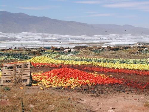 Ayuntamiento de El Ejido y empresarios impulsan el modelo CAMPHO que permitirá un sistema colectivo de gestión de restos vegetales