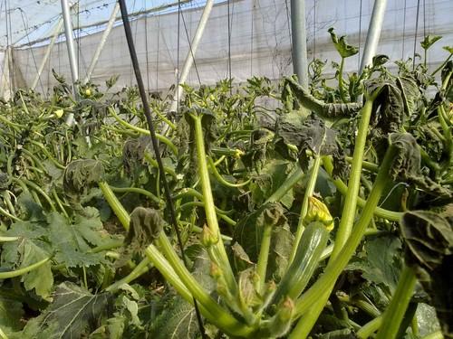 Comienza el período para la contratación del seguro de hortícolas al aire libre