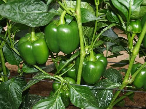 La RASFF notifica una partida de pimiento turco al borde de la alerta sanitaria