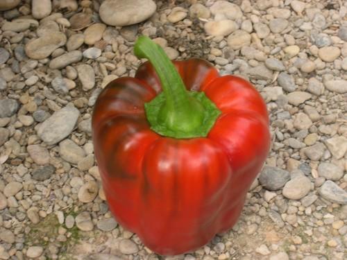 Un tipo de 'plateado' en pimiento provoca problemas de comercialización