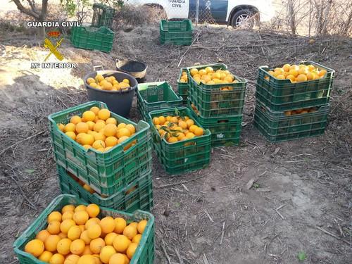 La Guardia Civil detiene in fraganti a los autores de un delito de robo de naranjas en una finca agrícola
