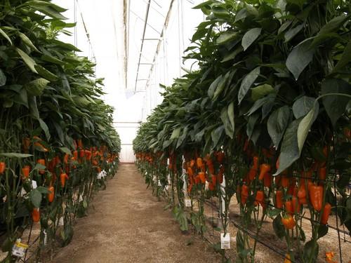 “El seguimiento de la legislación nacional es la que lleva a los productos hortofrutícolas turcos a provocar tantas alertas sanitarias”
