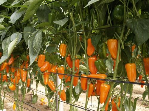 Bulgaria bloquea dos nuevas partidas de pimiento turco con residuos prohibidos