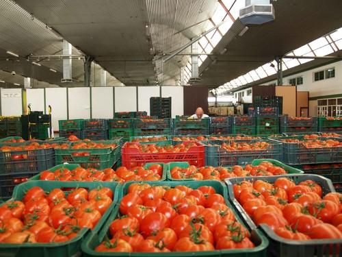 Alemania es el destino del 30% de las frutas y hortalizas almerienses
