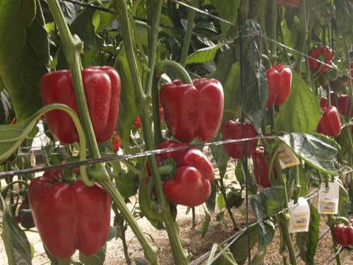 Europa paraliza una nueva partida de pimiento turco por incumplir la legislación comunitaria en materia fitosanitaria