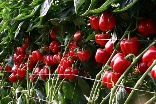 Resistencias a oídio y nematodos, innovaciones de Rijk Zwaan en pimiento