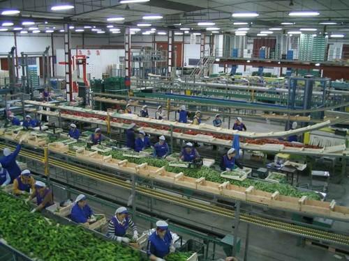 ECOHAL Andalucía concentra 1,3 millones de toneladas de hortalizas en Almería y Granada