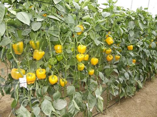 El Sistema de Alerta Rápida de Alimentos paraliza una partida de pimiento jordano que superaba los límites máximos de residuos