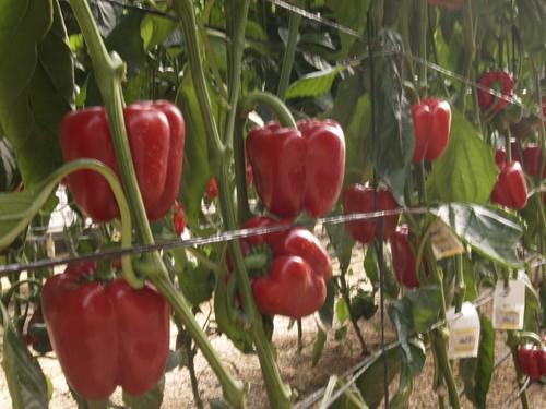 España paraliza una partida de pimiento procedente de República Dominicana con un cóctel de pesticidas