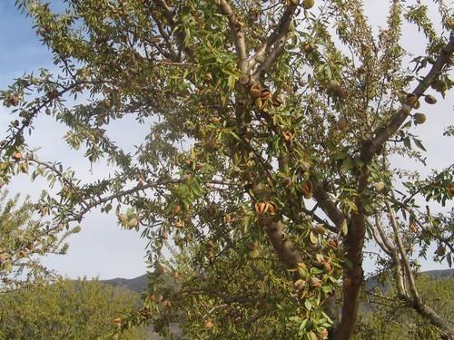 Las heladas acabarán con el 85 por ciento de la producción de la almendra temprana de Los Vélez