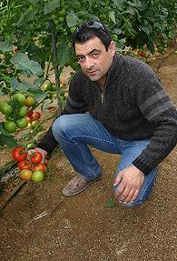 Los productores de Almería buscan variedades que demande el consumidor, como los tomates  Paladium, Duratom o Molier
