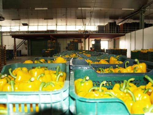 La escasez de oferta dispara el precio del California amarillo por encima de los 3 euros