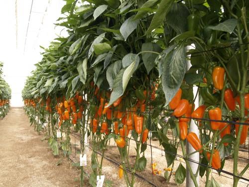 La Guardia Civil detiene al autor del robo de 400 kilos de pimiento en la Comarca del Poniente Almeriense