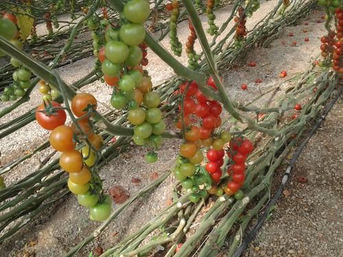 El tomate, con 620 millones, es el segundo producto de mayor valor exportado desde Andalucía