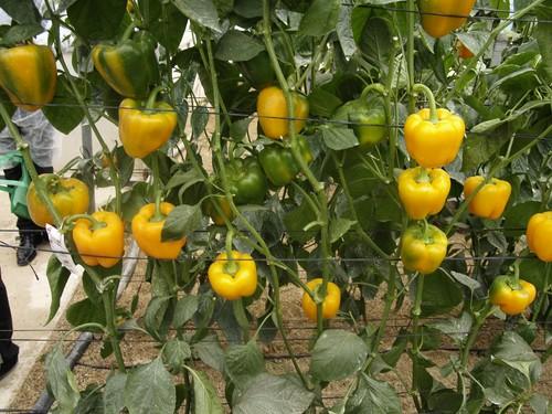 Bélgica paraliza una partida de pimiento procedente de República Dominicana por superar los límites máximos de residuos permitidos en la Unión Europea