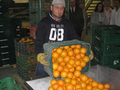 Almería exportó el pasado enero 6,4 millones de kilos de cítricos,  un 29,3% más que en 2012