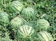 Los agricultores del Levante almeriense obtienen la rebaja fiscal