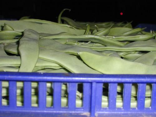 Europa bloquea tres partidas de judías verdes y una de berenjena de países terceros por incumplir la legislación fitosanitaria