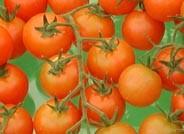Todas las hortalizas a excepción de tomate y judía han mejorado sus precios medios esta campaña