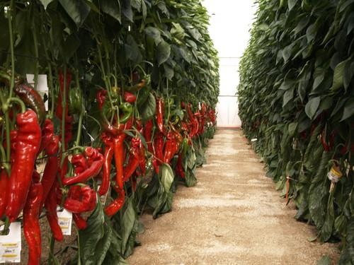 Francia paraliza una partida de pimiento procedente de India con una docena de pesticidas