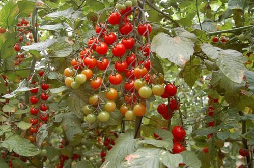 La menor producción holandesa al inicio de su campaña favorece los precios del tomate