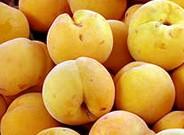 Mip Agro y Grupo Agrotecnología evalúan con la empresa de investigación Viticultura & Fruticultura Asociados (Chile) la eficiencia en frutales de varios de sus productos