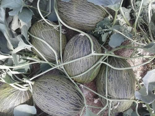 Clause Spain presenta su melón piel de sapo Valderrama en unas jornadas de puertas abiertas