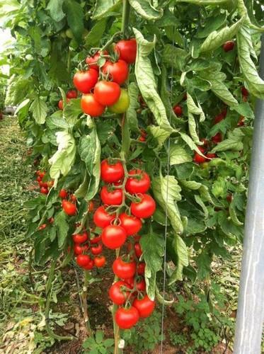 Top Seeds inicia la campaña de otoño en tomate