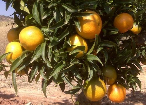 Anecoop denuncia el robo de más de diez mil yemas y varetas de la nueva variedad de mandarino protegido Clemensoon®