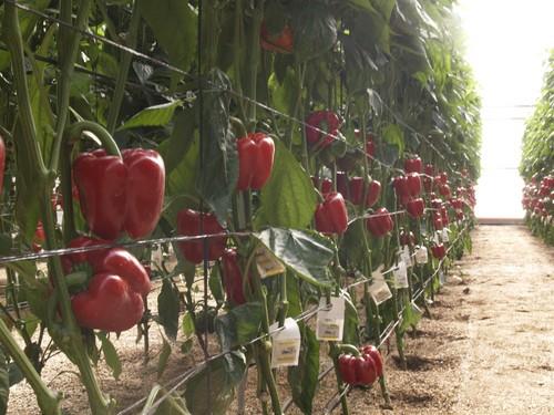 La producción agraria en Andalucía ronda los 10.000 millones de euros en 2012, un 1,3 por ciento más que en 2011