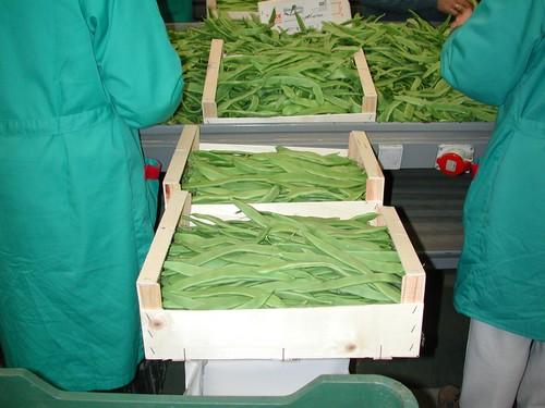 Kenia introduce en la Unión Europea judías verdes con más cantidad de fitosanitarios de la permitida