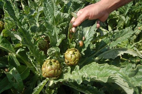 Almería tiene más de 2.000 operadores en agricultura ecológica, el 20% de Andalucía