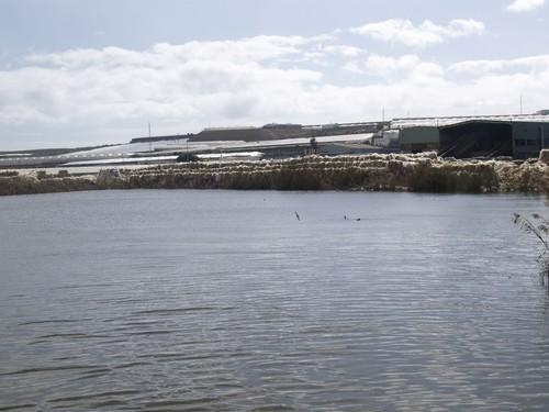 Exigen a la Junta Central de Usuarios del Acuífero del Poniente Almeriense que reanude con urgencia el bombeo primario en la Balsa del Sapo