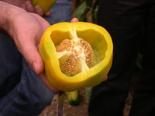 El pimiento es la hortaliza de la competencia que más alertas sanitarias causa a lo largo del año