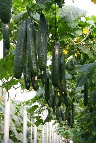 Meridiem Seeds propone Yaiza, un pepino tardío de calidad con un excepcional rebrote
