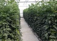 El tomate, con 348,2 millones, concentra el mayor valor de las exportaciones agroalimentarias de enero a abril de 2013