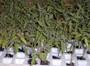 Semillas, fertilizantes y plásticos, los insumos más caros a los que hace frente un agricultor