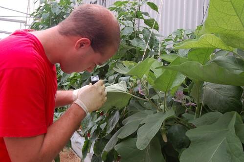 El control biológico en tomate podría crecer un 20% esta campaña, hasta las 8.800 hectáreas