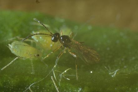 Koppert registra un nuevo enemigo natural del pulgón y lo incorpora al protocolo de control biológico en pimiento