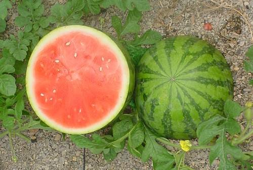 El melón y la sandía son las frutas frescas de verano preferidas por los españoles