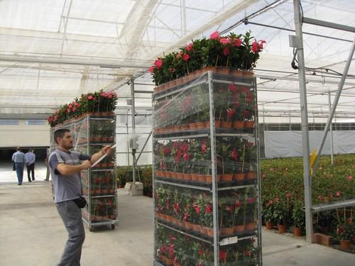 Almería incrementa un 53% el valor de las exportaciones de plantas y flor ornamental entre enero y julio