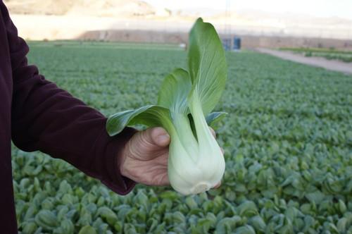 Primaflor abastecerá a la cadena británica 'Marks & Spencer' de Pack Choi y calabaza cacahuete