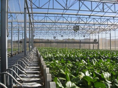 Vegetal World, la primera feria especializada en tecnología para la agricultura mediterránea
