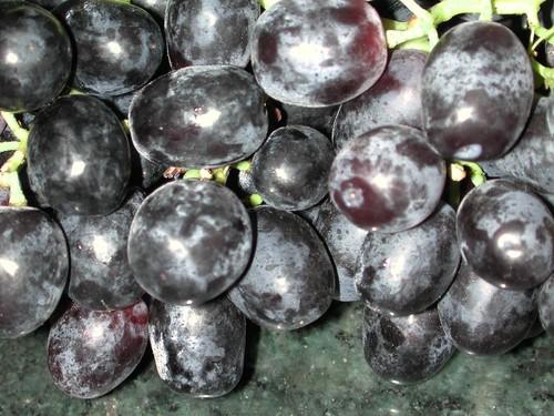 Abierto el plazo de suscripción de los seguros del olivar y la uva de vinificación