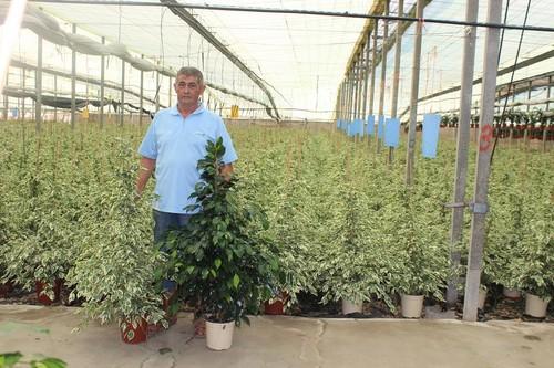 Vivero Hermanos Maldonado Gaitán S.L., especialista en ficus, cumple 25 años